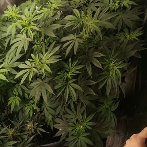 O. K. C growlog timeline photo