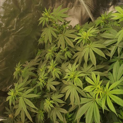 10th Planet growlog timeline photo