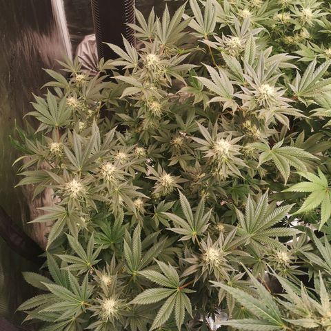 Grandaddy black growlog timeline photo