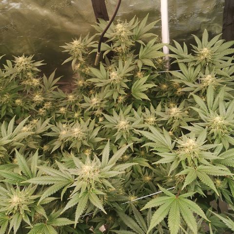 Northern Lights #5 growlog timeline photo