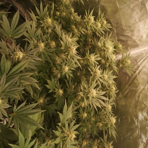 Cheese growlog timeline photo