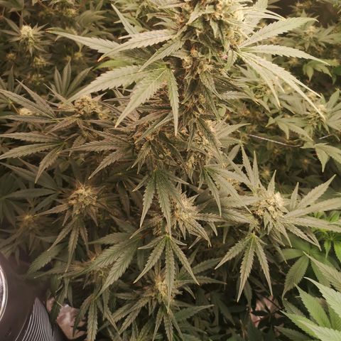 Banana hammock auto  growlog timeline photo