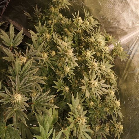 Cheese growlog timeline photo