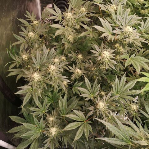Grandaddy black growlog timeline photo