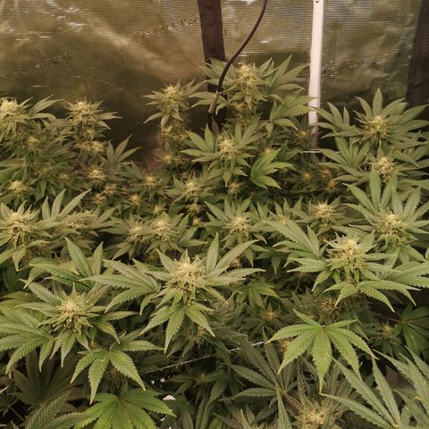 Northern Lights #5 growlog timeline photo