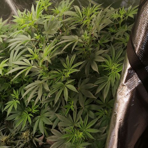 O. K. C growlog timeline photo