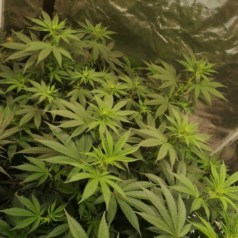 10th Planet growlog timeline photo