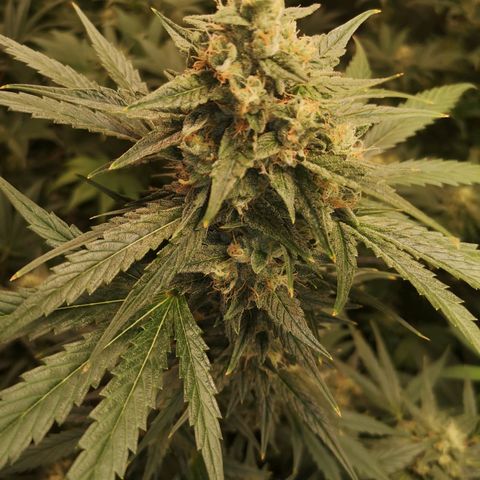 Banana hammock auto  growlog timeline photo