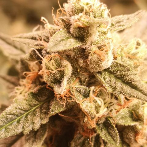 Banana hammock auto  growlog timeline photo