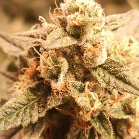Banana hammock auto  growlog timeline photo