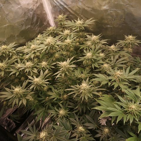 Cheese growlog timeline photo