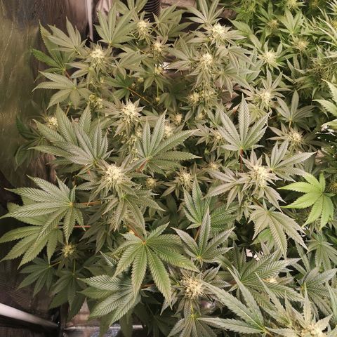 Grandaddy black growlog timeline photo