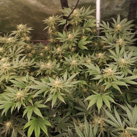 Northern Lights #5 growlog timeline photo