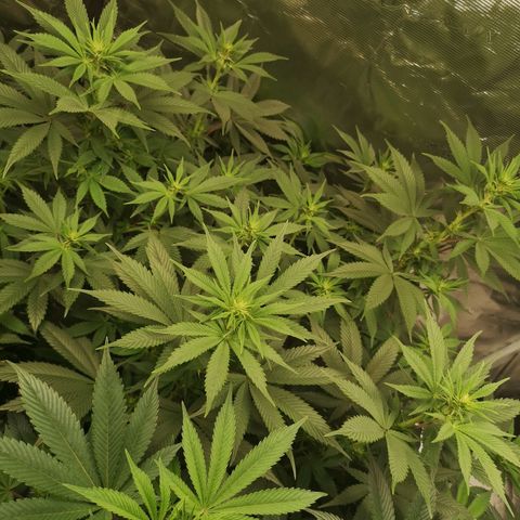 10th Planet growlog timeline photo