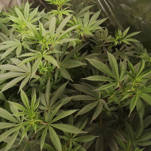 O. K. C growlog timeline photo
