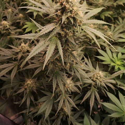 Banana hammock auto  growlog timeline photo