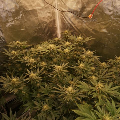 Cheese growlog timeline photo