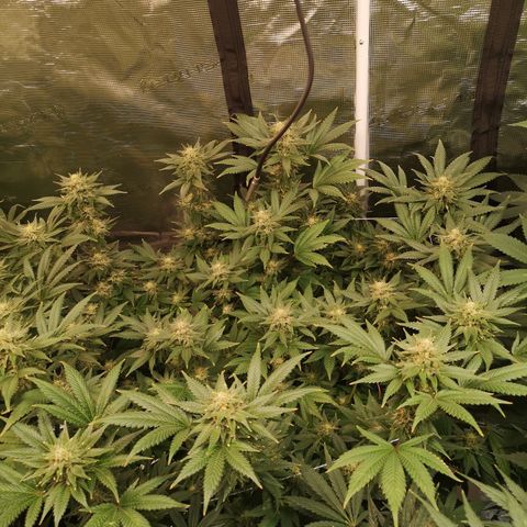 Northern Lights #5 growlog timeline photo