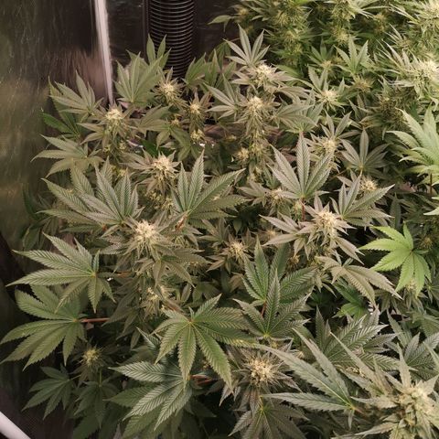 Grandaddy black growlog timeline photo