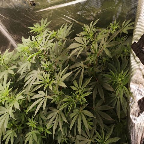 O. K. C growlog timeline photo
