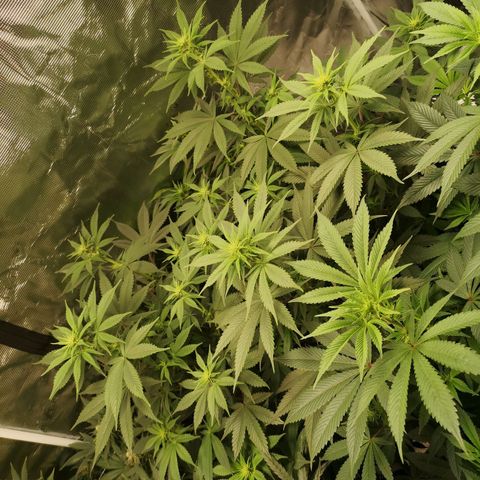 10th Planet growlog timeline photo