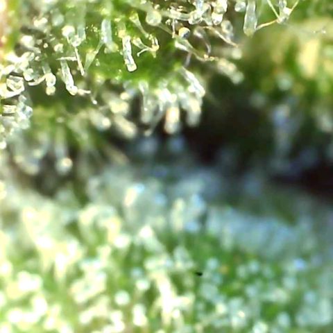 Banana hammock auto  growlog timeline photo