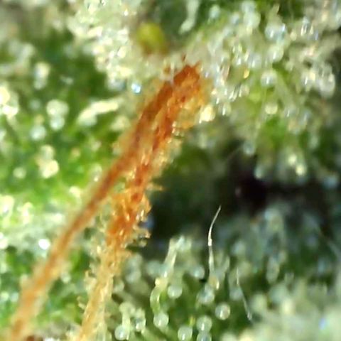 Banana hammock auto  growlog timeline photo