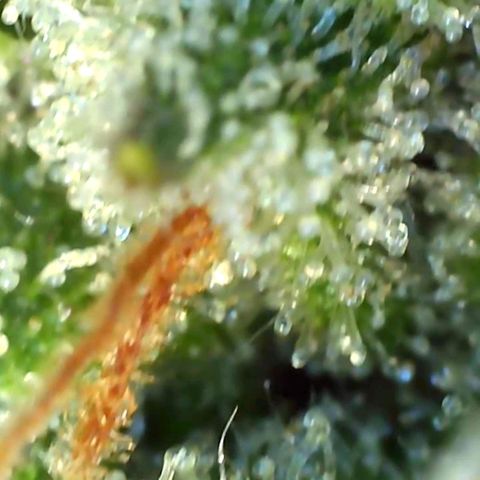 Banana hammock auto  growlog timeline photo