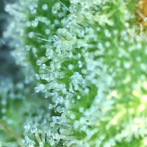 Banana hammock auto  growlog timeline photo