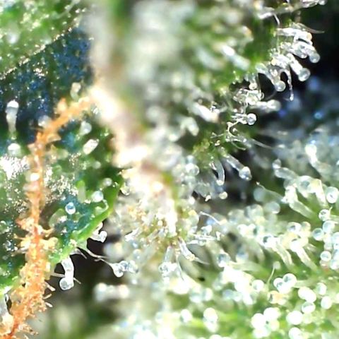Banana hammock auto  growlog timeline photo