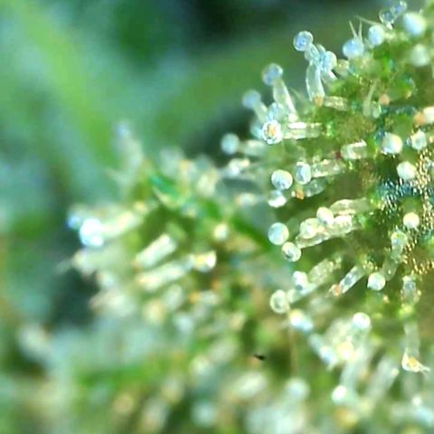Northern Lights #5 growlog timeline photo