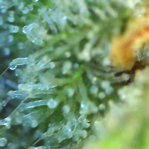 Northern Lights #5 growlog timeline photo