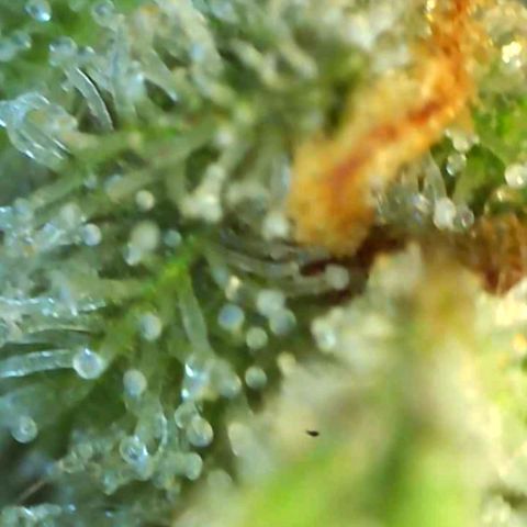 Northern Lights #5 growlog timeline photo
