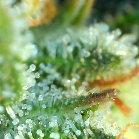 Northern Lights #5 growlog timeline photo