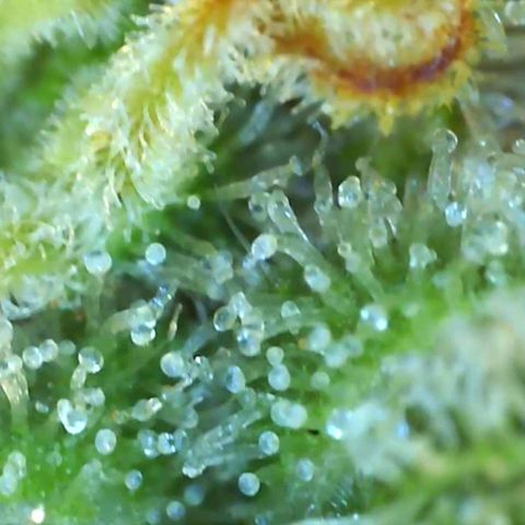 Northern Lights #5 growlog timeline photo