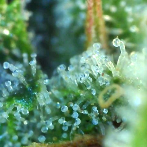 Northern Lights #5 growlog timeline photo