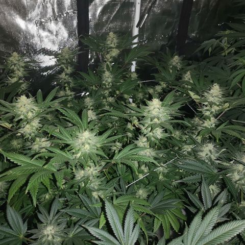 Northern Lights #5 growlog timeline photo