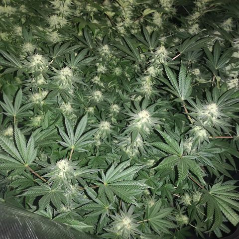 Grandaddy black growlog timeline photo
