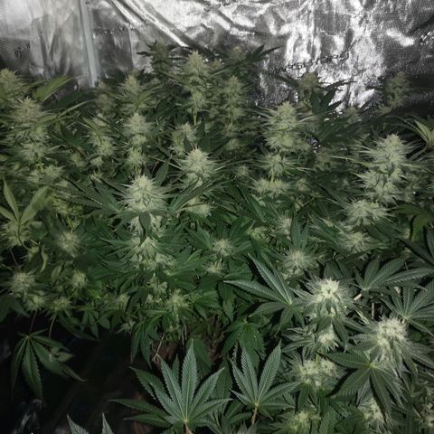 Cheese growlog timeline photo