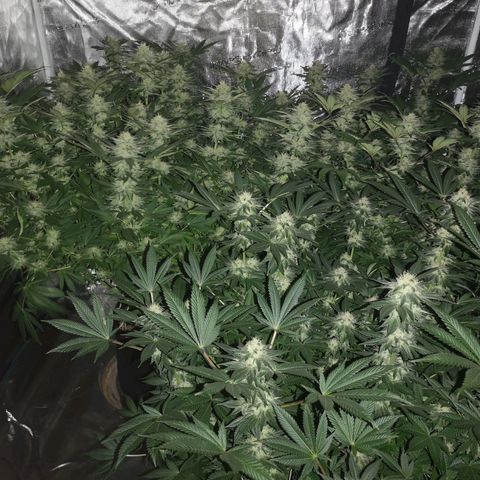 Cheese growlog timeline photo