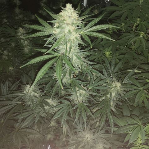 Banana hammock auto  growlog timeline photo
