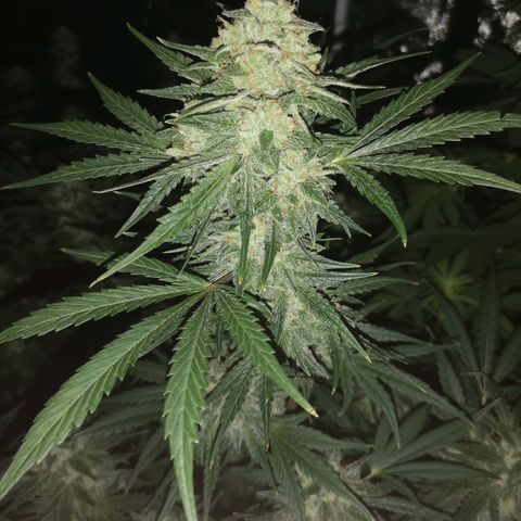 Banana hammock auto  growlog timeline photo
