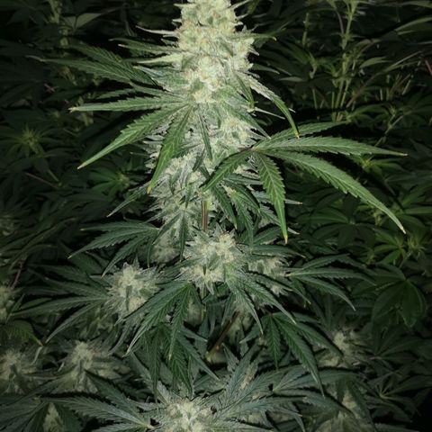Banana hammock auto  growlog timeline photo