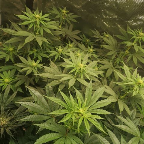 10th Planet growlog timeline photo
