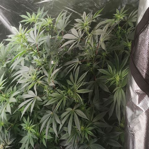 O. K. C growlog timeline photo