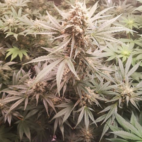Banana hammock auto  growlog timeline photo