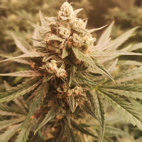 Banana hammock auto  growlog timeline photo