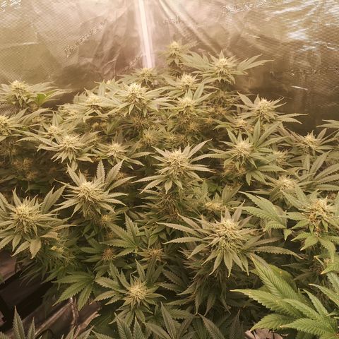 Cheese growlog timeline photo