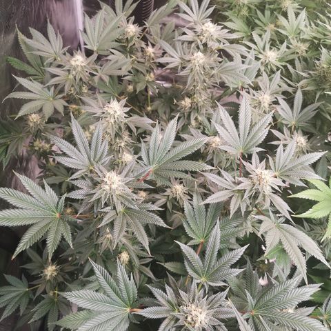 Grandaddy black growlog timeline photo