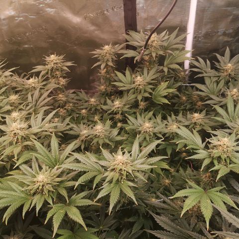 Northern Lights #5 growlog timeline photo